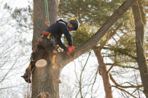 Tree Service